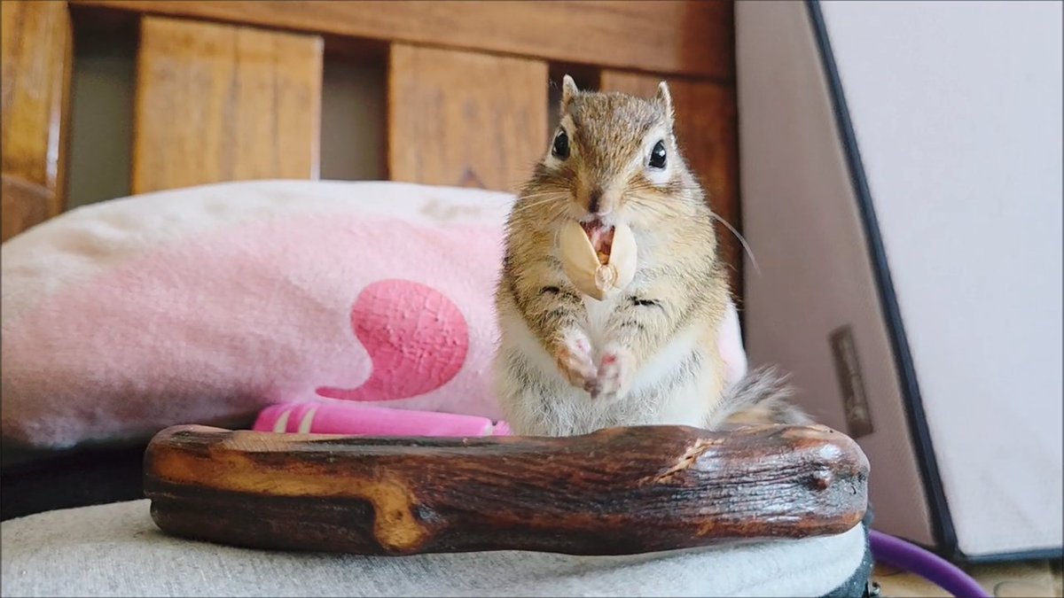간식 먹는 다람쥐 왜 이리 귀여운 거야 ㅋㅋ