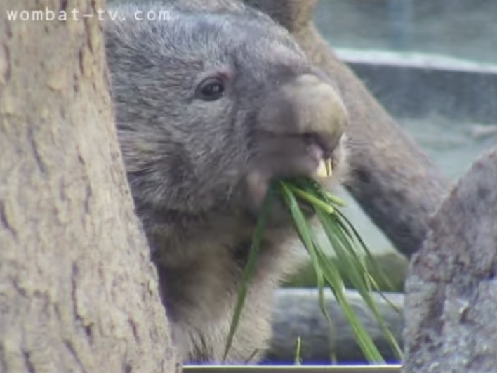 ちょうど2年前のフクちゃん🐻✨ ②｢ピンポーン！ドア開けて下さーい