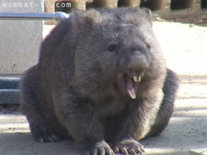 ちょうど2年前のフクちゃん🐻✨

②｢ピンポーン！ドア開けて下さーい！副ちゃん！はよしてや！｣

#ウォンバット
#五月山動物園
#フクちゃん