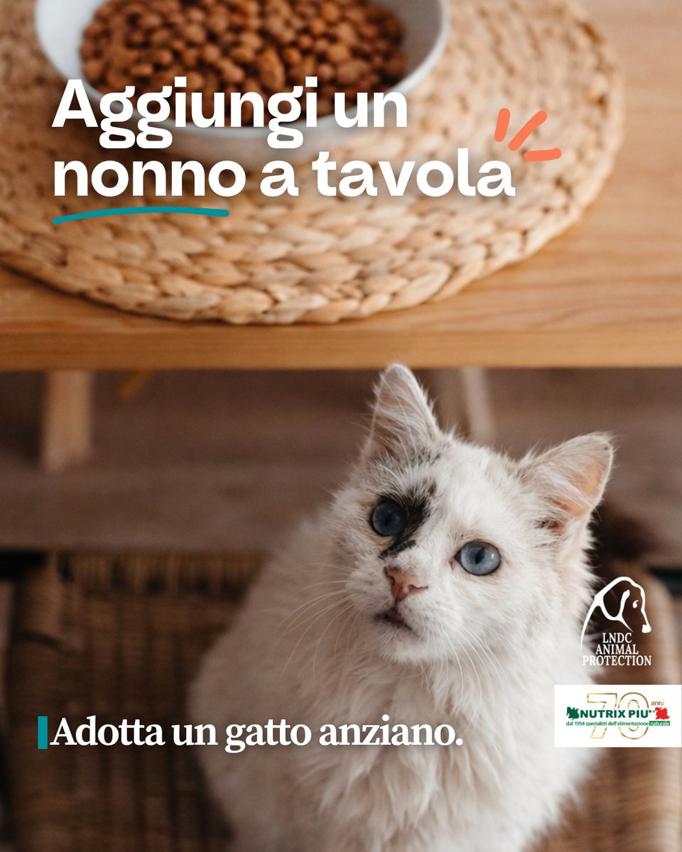 Ci sono persone che non amano i gatti anziani e se ne disfano. Poi ci siamo noi, che li salviamo.

E ora ci sei tu, che stai leggendo. Puoi fare qualcosa?

Puoi adottare un gatto anziano di LNDC Animal Protection. 
E se ha più di dieci anni riceverai anche un anno di pappe