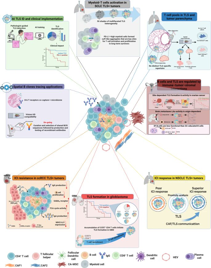 Journal of Experimental & Clinical Cancer Research tweet media