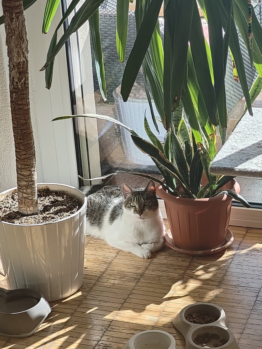 genny2506's tweet image. Averti tolto dalla strada e vederti così rilassato e tranquillo è una delle più grandi soddisfazioni della mia vita 
#gatti #cats #randagi