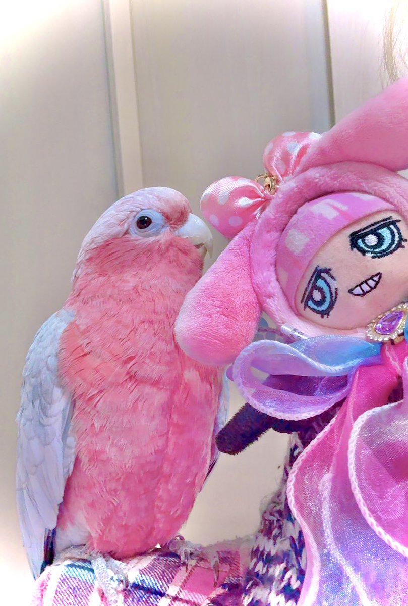 ぱろぱろ<a href="/parox2/">ぱろぱろ🍕</a> の家族のひとりである
オウムちゃん、ハチ君🦜に
会えたぁぁぁ( ᐪ꒳​ᐪ )︎💕︎︎💕︎大感謝💓
可愛すぎるよォォ(´；ω；｀)💓