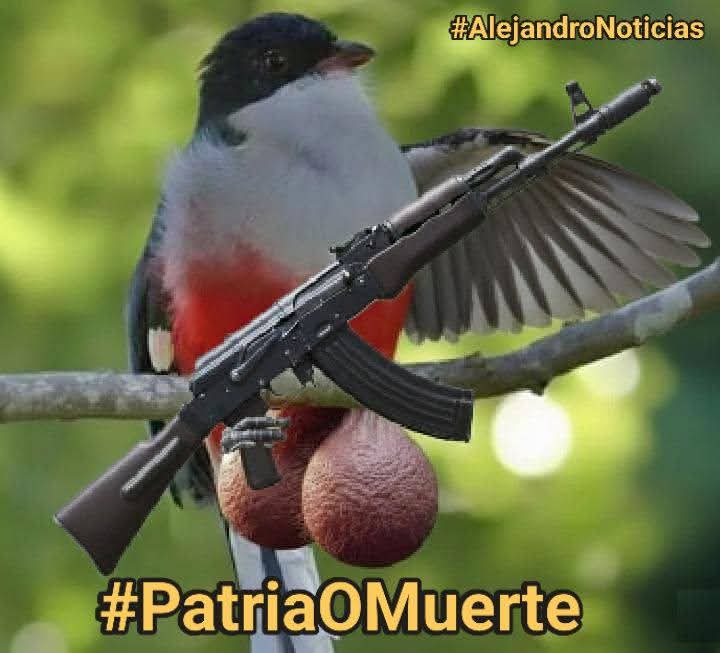 Por la Patria soberana
Sobran sayas, pantalones
Porque no habrá rendiciones
En esta tierra antillana
Donde Maceo y Mariana
Se multiplican millones
Y en concierto de naciones
Cuba es luz desde el Caribe
Y frente al imperio exhibe
Sus ovarios y cojones.
💚💪🇨🇺
#EstamosDeVerdeOlivo