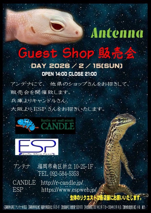 イベントまであと2️⃣日✌️
今週末は
⭐️ゲストショップ販売会⭐️
いよいよ目前に迫ってきました…！！
カメレオンやヤドクガエルが大変魅力的なCANDLE【<a href="/2994CANDLE/">CANDLE ハタノ</a> 】様と
様々なモルフのヘビが有名なESP2【<a href="/esp_sj_jh/">Jun-ESP</a> 】様をゲストにお迎えした販売会です💛