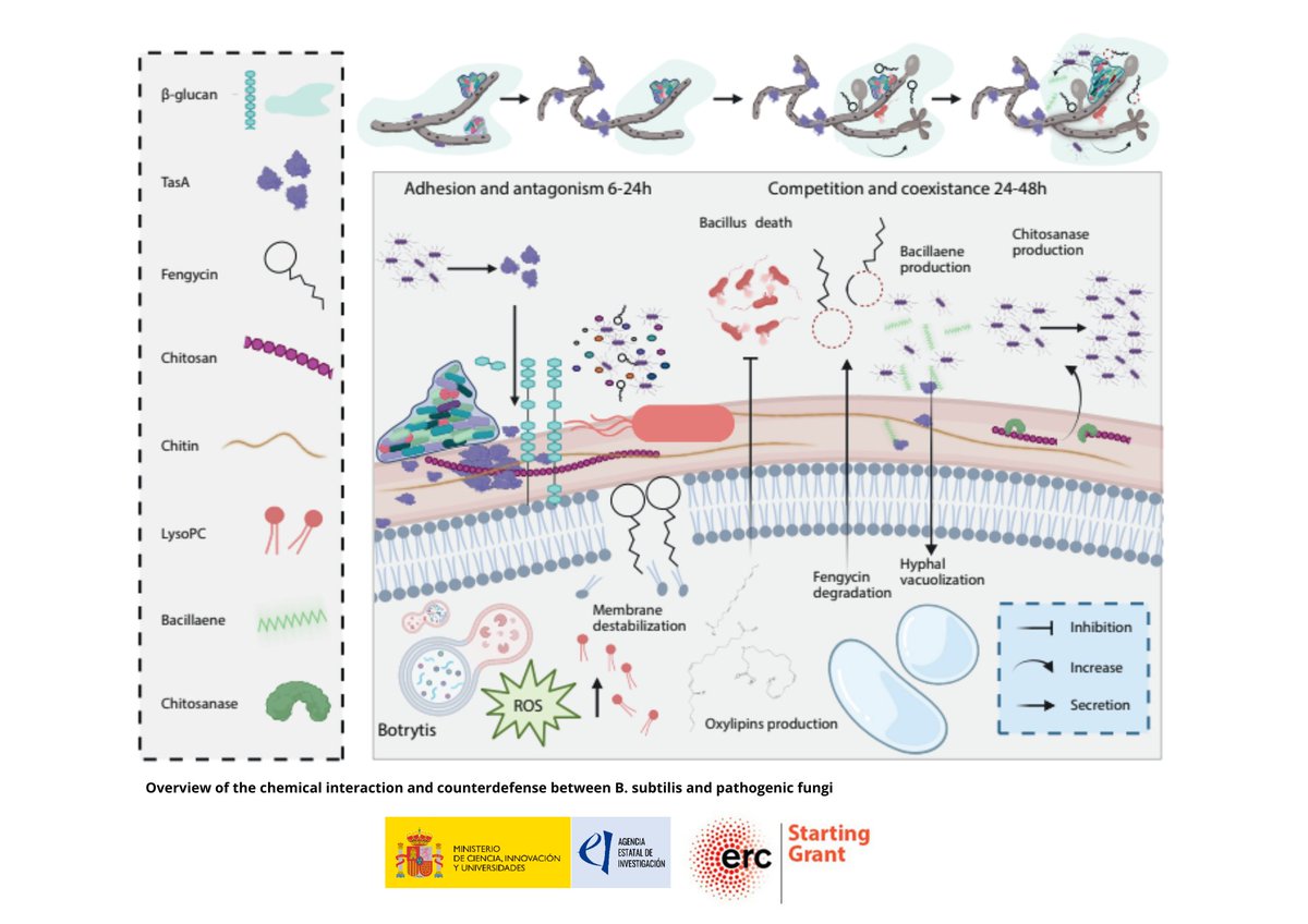 IHSM_CSIC_UMA's tweet photo. 🦠 A bacterial “glue” that turns Into an antifungal tool

More information in our new article ⬇️
https://t.co/QjVxDrRMFQ

@APerezLorente https://t.co/VUkdqpJOmA