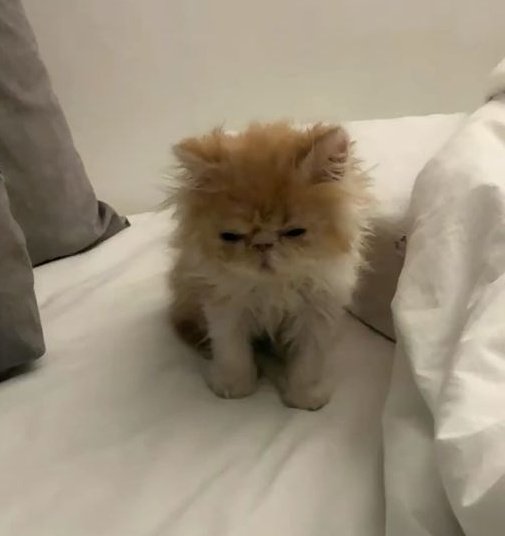 잡띵 (@jabthings3) on Twitter photo 