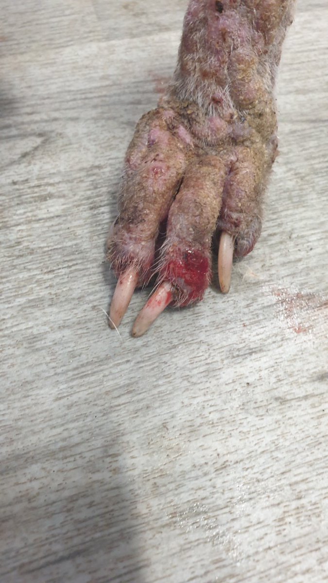 🚨 APPEAL FOR INFORMATION - We took in a heavily pregnant lurcher yesterday, found straying in Llanharan in awful condition. We’ve named her Panini, and she’s now safe and receiving urgent veterinary care.
If you know anything, please get in touch.
Read Panini’s full story ➡️