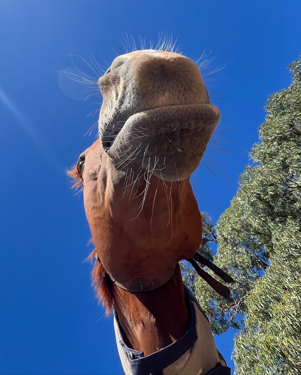 lunarandsunny's tweet image. there’s angles to horses you haven’t even thought of.