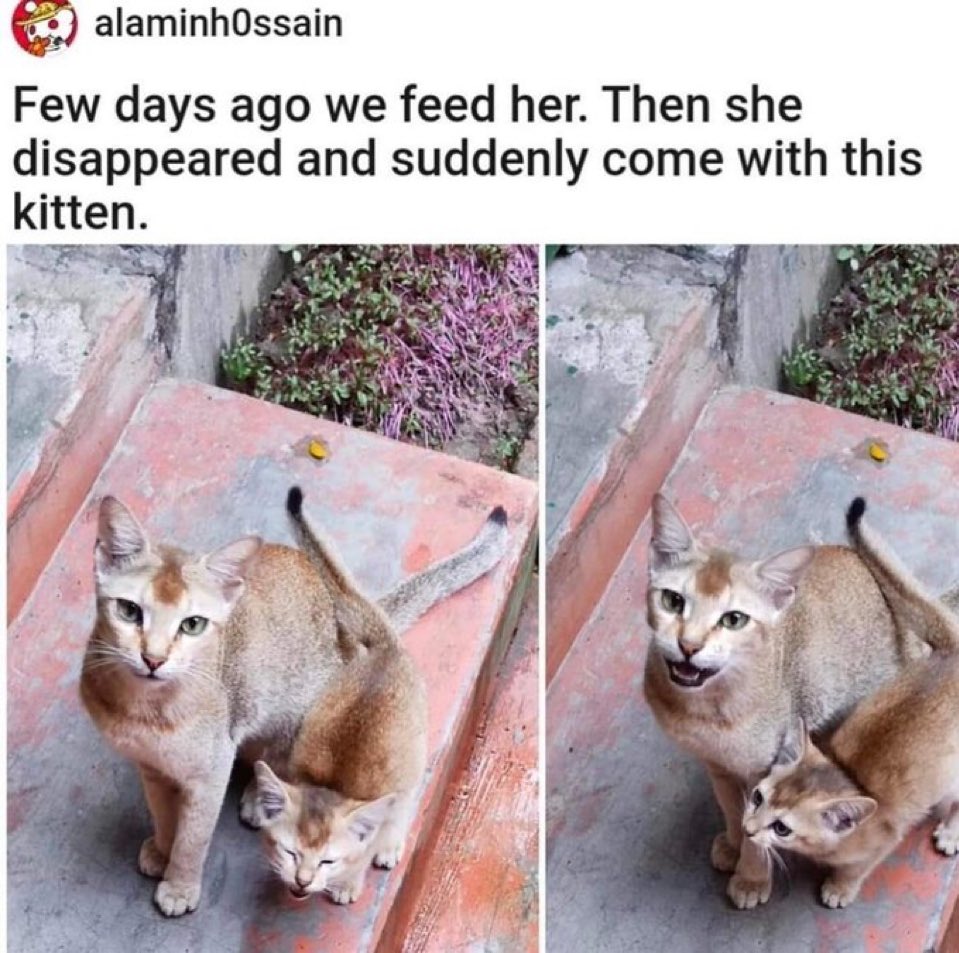 cats with powerful impression 🐾 tweet media
