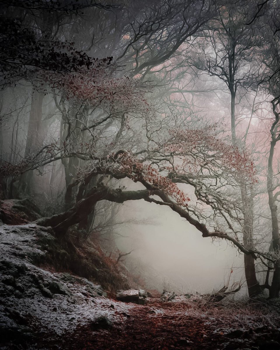 “For things to reveal themselves to us, 
we need to be ready to abandon
our views about them.”

~ Thich Nhat Hanh, 𝐵𝑒𝑖𝑛𝑔 𝑃𝑒𝑎𝑐𝑒
·

North Carolina’s forest by Mashal Smith