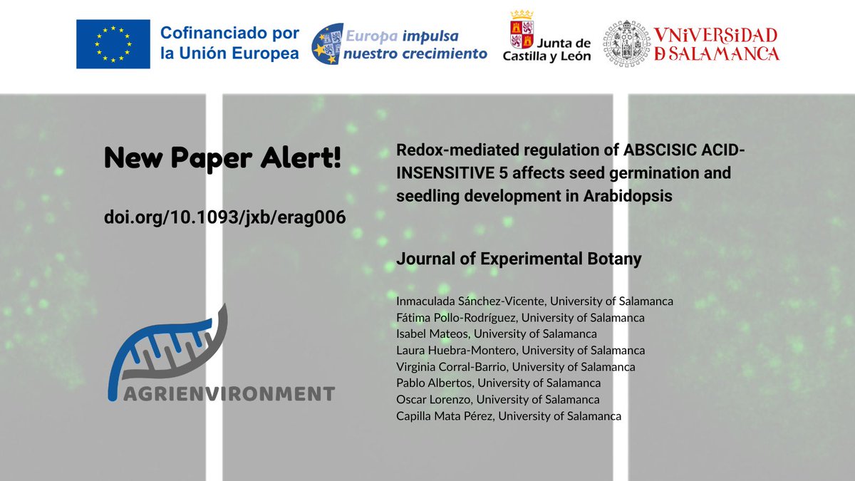 AgriEnvironCyL's tweet photo. Did you have the chance to read our paper?

Redox-mediated regulation of ABSCISIC ACID-INTENSIVE 5 affects seed germination and seedling development in Arabidopsis

Published in the Journal of Experimental Biology

Check it out here!
https://t.co/VPjCuXrrtR https://t.co/zxxIibhulB