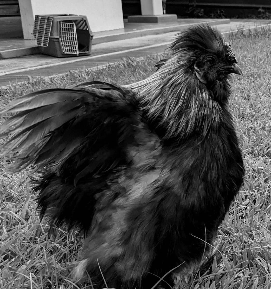 ramenpepe (@ramenpepe) on Twitter photo 