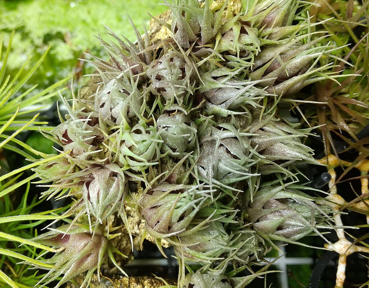 また株間が詰まってきました。 Tillandsia kautskyi x (sprengeliana x