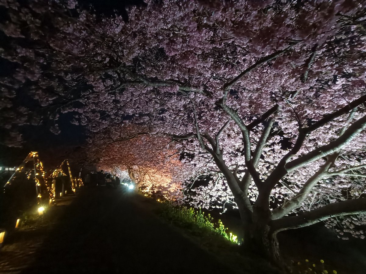 xsrcape's tweet photo. みなみの桜と菜の花まつり
対岸にもイルミ
夜桜もオススメです https://t.co/iFgUnanij5