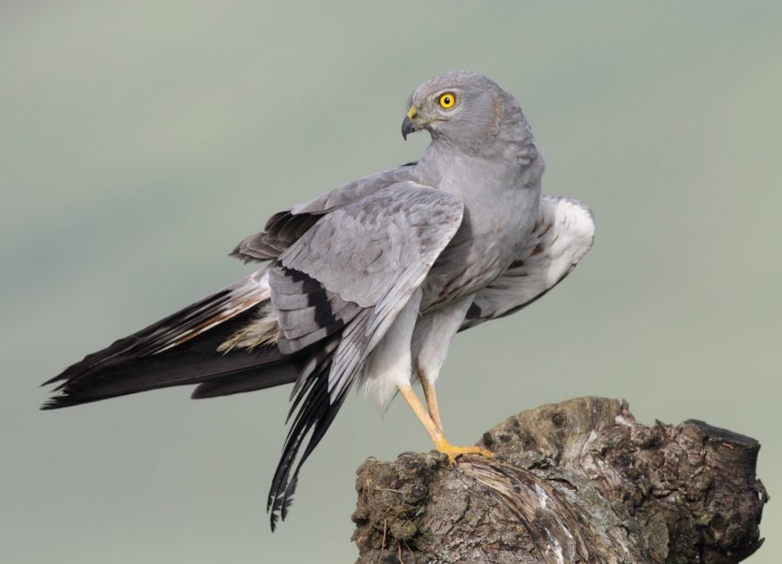 Se convocan para 2026, #subvenciones para la proección de las zonas de nidificación del #aguilucho cenizo (Circus pygargus)
👉ias1.larioja.org/boletin/Bor_Bo…