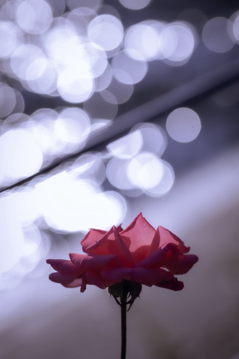 ғʟxᴡxʀsʜxᴘ 田中 (@___flwrs_) on Twitter photo 