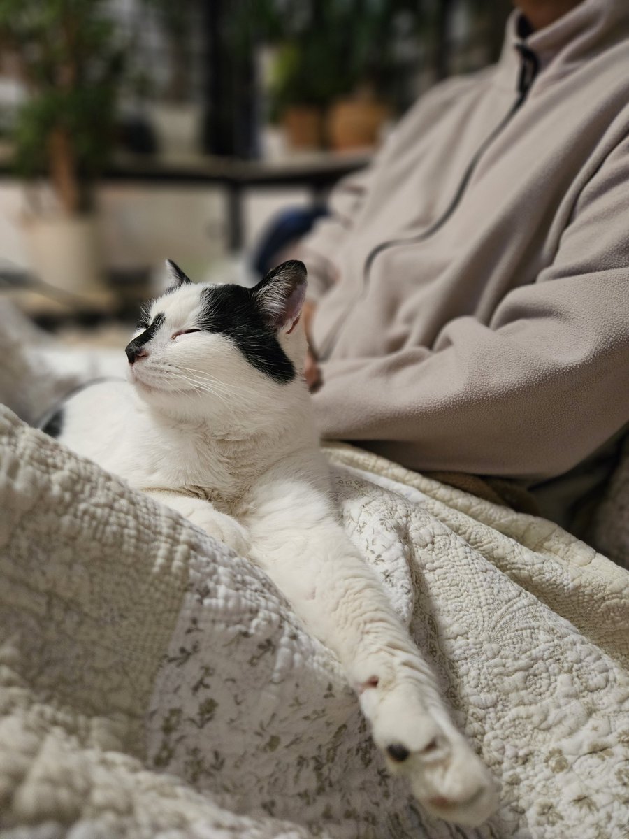ニャーコを失った日
『もう絶対に猫は飼わないからなっ！おまえの保護猫の預かりも、ミルクボランティアも許さない、もうやめてくれ！2度と猫を連れてくるな！』と叫びながらワーワー泣いていた主人の膝の上で今、保護猫が気持ち良さそうにしているのを見てきりこ泣きそう。