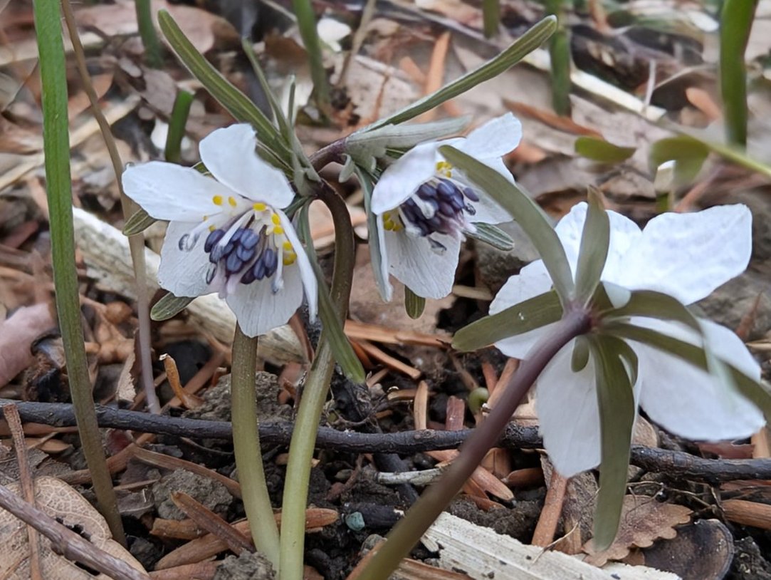 yukigatiratira's tweet photo. 今日もありがとうございました💝
おやすみなさい 😴
#セツブンソウ #節分草 🌿
#WinterAconite
#ウインター・アコナイト
#微笑み #光輝 #人間嫌い
#Flowers #花写真
#キリトリセカイ
#準絶滅危惧種
☘️大船フラワーセンター 2026.2.13 📷 https://t.co/FzxEEX9G16