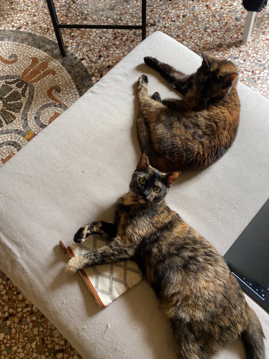 This past year, I've been working on some crypto and personal projects here and there, but now I'm ready to jump into new projects !

+++ if in zk/privacy space, but open to anything with comms, socials, and content management

Cat photo for reach😺