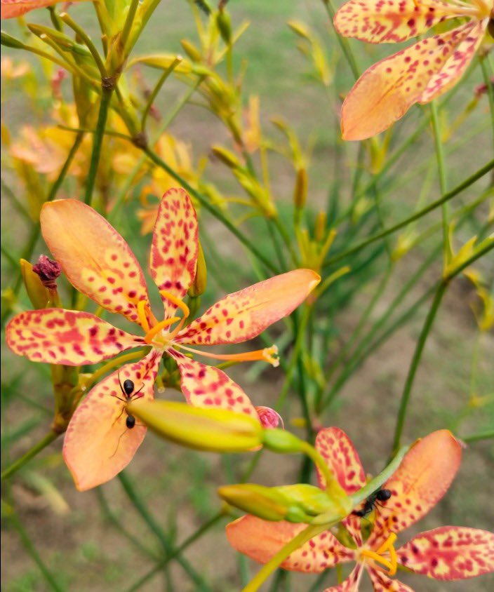 Kirti Vardhan Singh tweet media