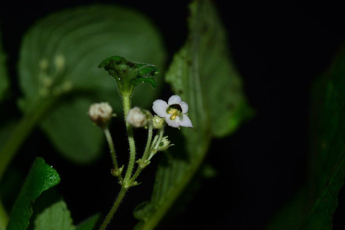 Kirti Vardhan Singh tweet media