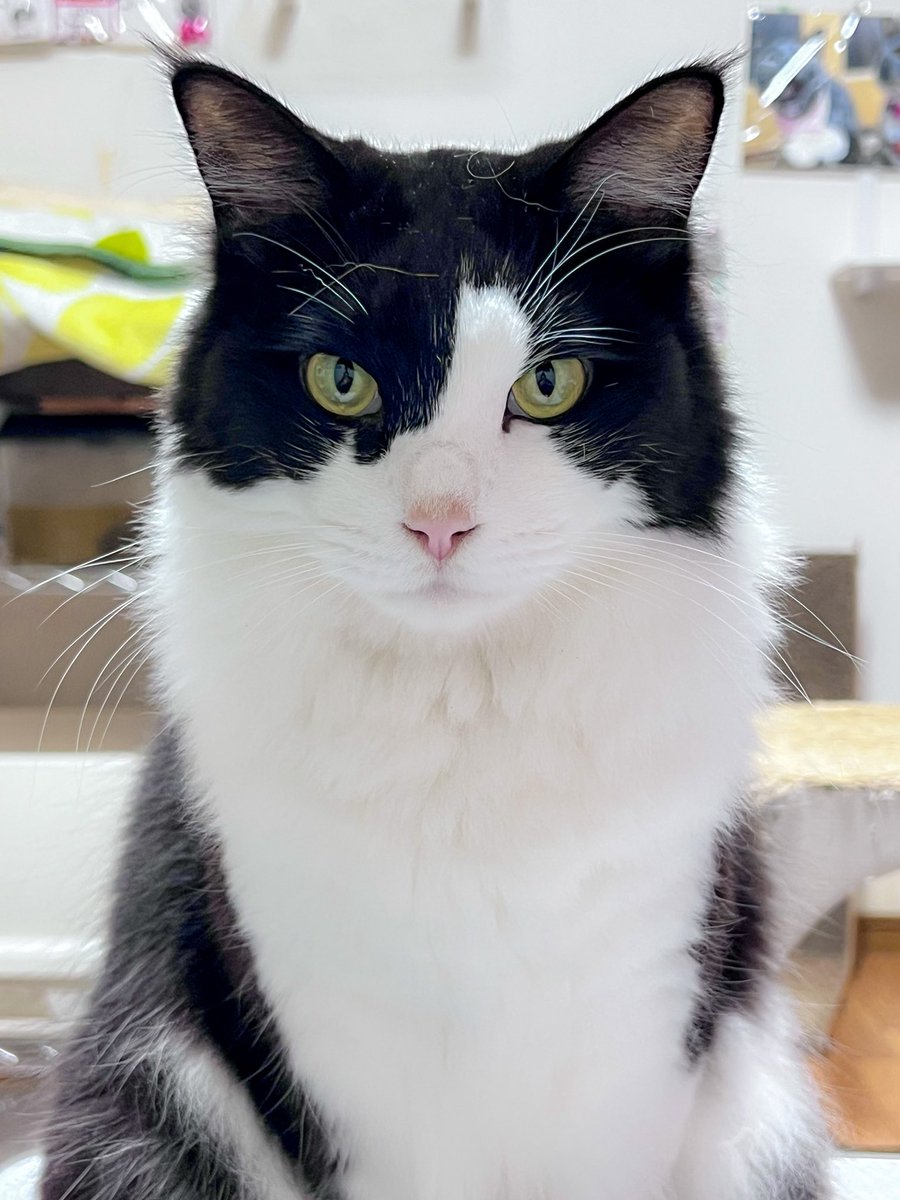 Cats8Flower's tweet photo. 証明写真風に撮れたよ📸✨️✨️✨️

ちょいとハチワレがズレたフウくん❤️
これがまた可愛いのよねꉂ🤭

#猫好きさんと繫がりたい 
#ハチワレ猫 https://t.co/8Y4KW26uB0