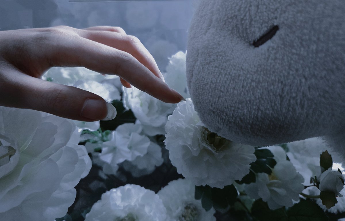 澪花映像 | MH Studio 🪅 tweet media