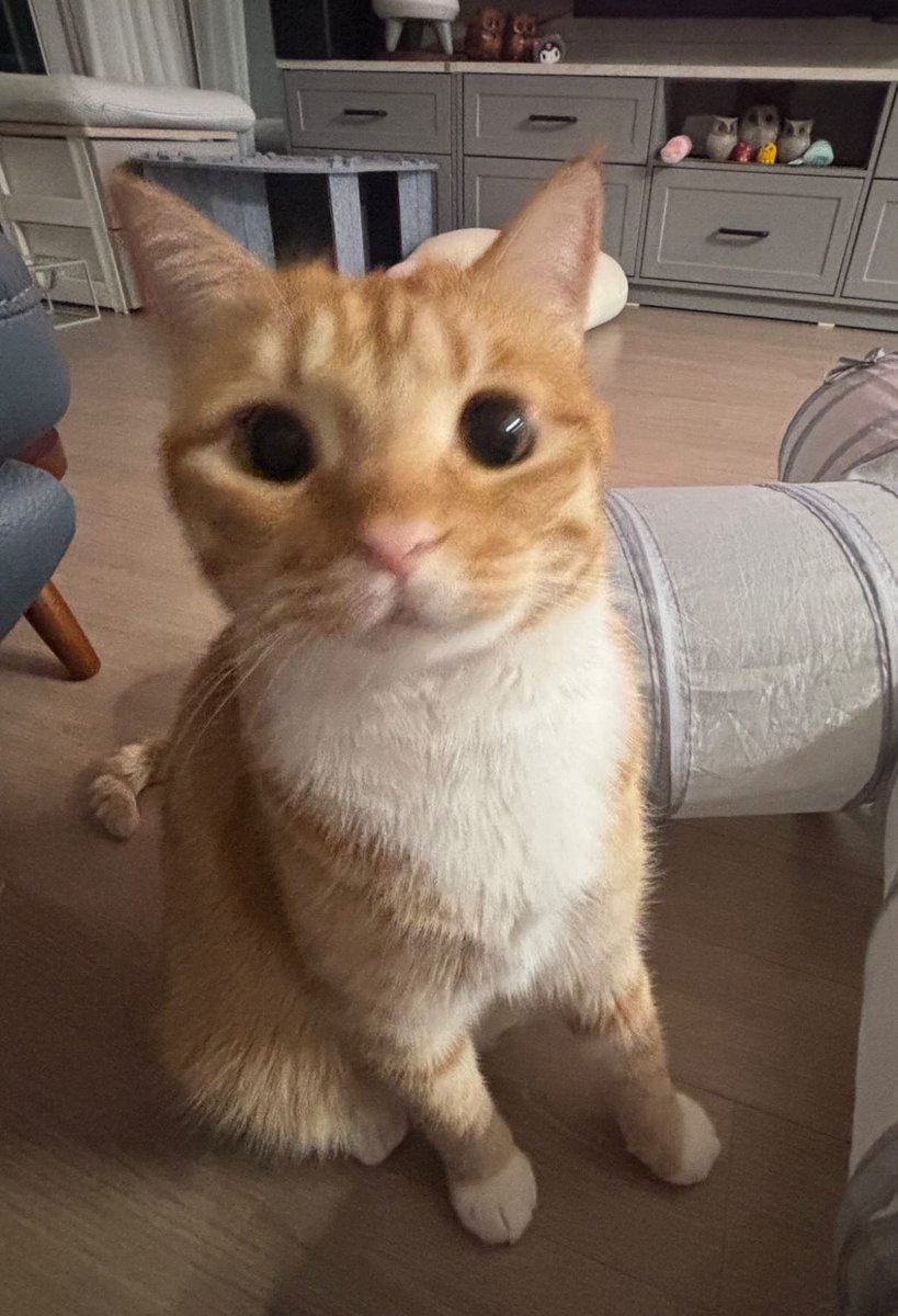 cms. ≽^•༚• ྀི≼ (@cms_yx) on Twitter photo 