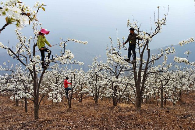 Los mejores polinizadores del planeta son las abejas. En China se  liquidaron a los gorriones porque comían grano. Aumentaron los insectos, eliminados con pesticida entre ellos las abejas. En la provincia del Sichuan se puede ver a hombres polinizando  árboles frutales.