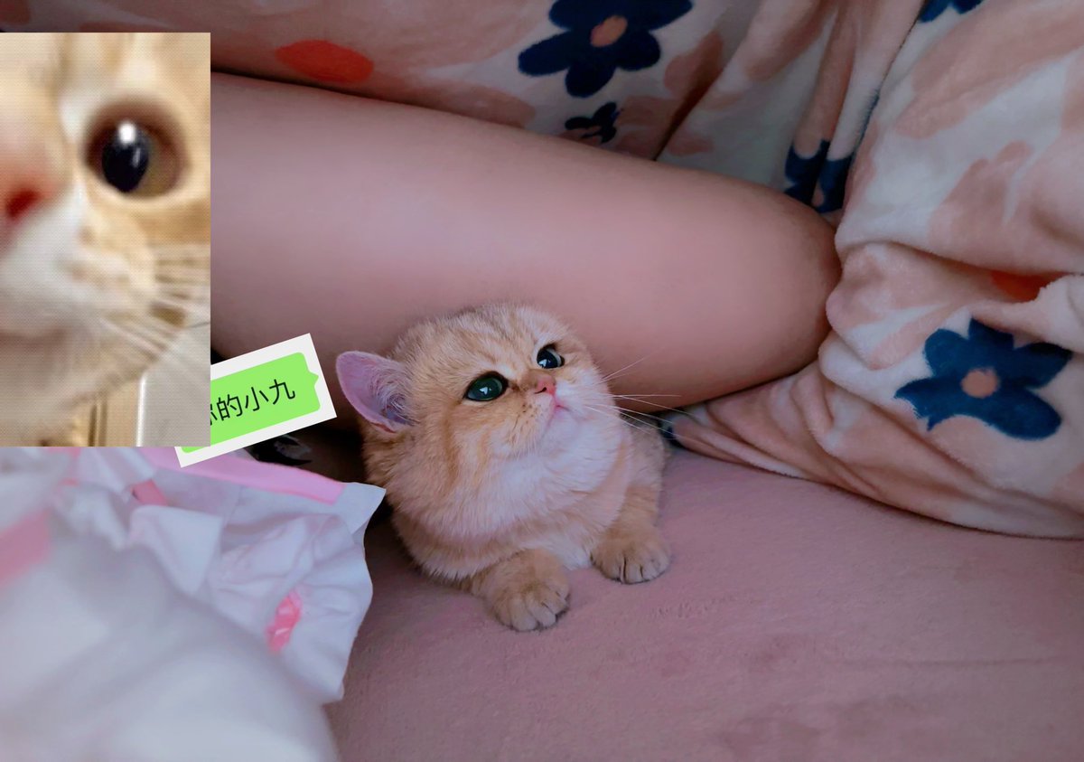 妳的小九 tweet media