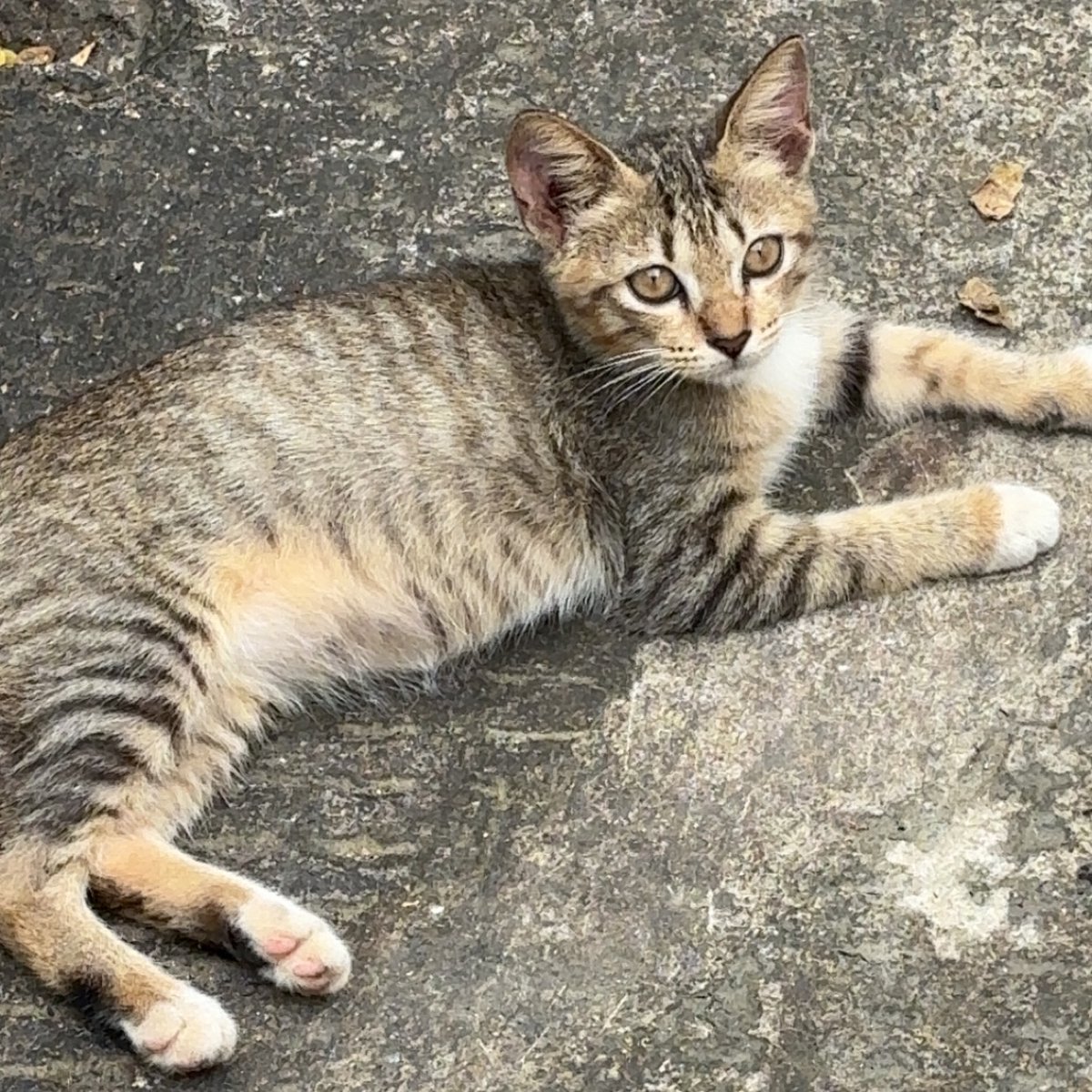 #DiesVenErine edisi difotoin cililiiiiiii