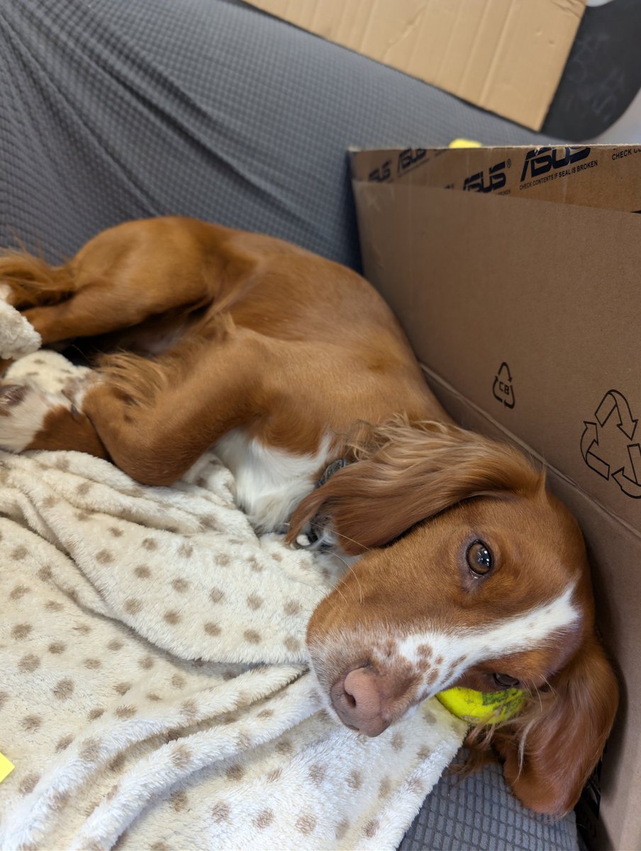 they let dogs in the workplace