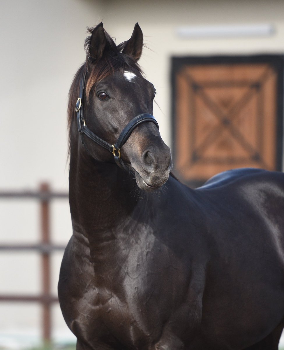 Bugün Antalya’da koşulan Maiden koşuda Torok tayları 1, 2 yaptı. 
Birinci olan Aygırımız Torok’un kızı SILENT QUEEN’i, tayın jokeyi A. Kurşun’u, Buğdaycı ekürisini, 
İkinci olan MARY BLACK’i, tayın jokeyi A. Sözen’i, Araz ekürisini, tayların ekiplerini ve tüm ilgililerini tebrik