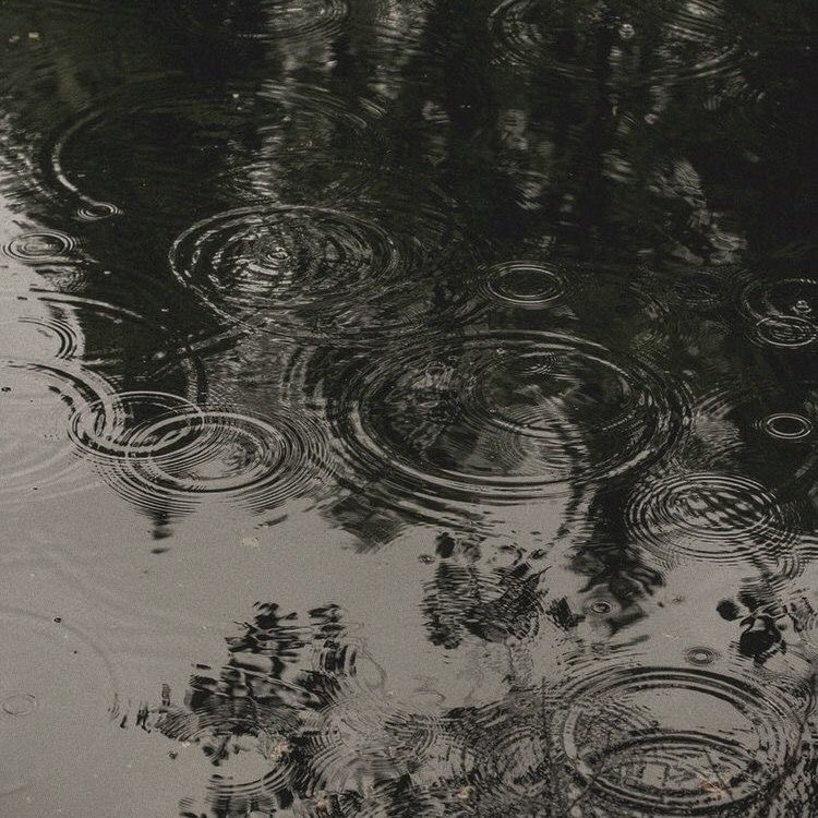 bug 🐜 tweet media