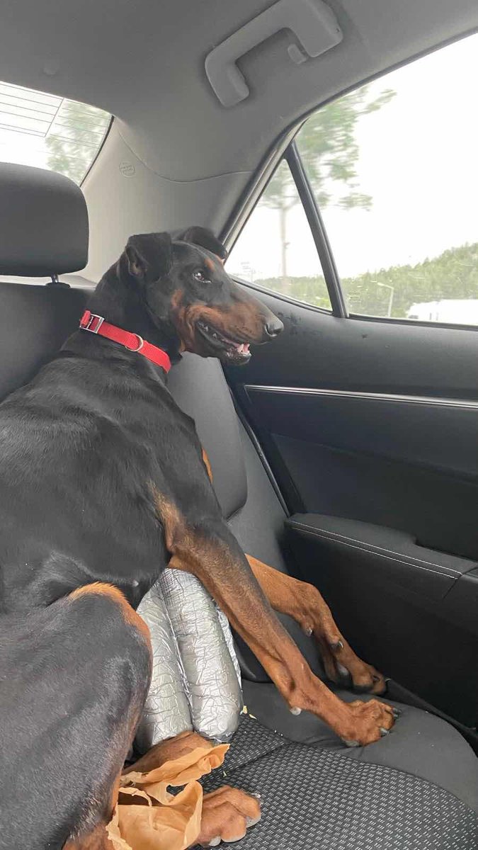 KayipHayvanApp's tweet image. Kayıp İlanı!  
köpeğimiz Viski kayboldu. 2,5 yaşında siyah alt kısmı kahverengi doberman
Ekleyen: Duygu Yücer
Ankara - Akyurt - Balıkhisar Mh.
kayiphayvanlar.com/detail/611
#kayıp #kedi #köpek #kayıphayvan #kayıphayvanlar