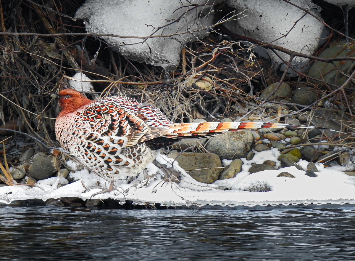 ヤマドリが何度見ても美しい
ですが前回見たところにいなくて
もういないかな…と、
諦めて他の鳥たちを見ていてると
いつの間にかいて驚きました。