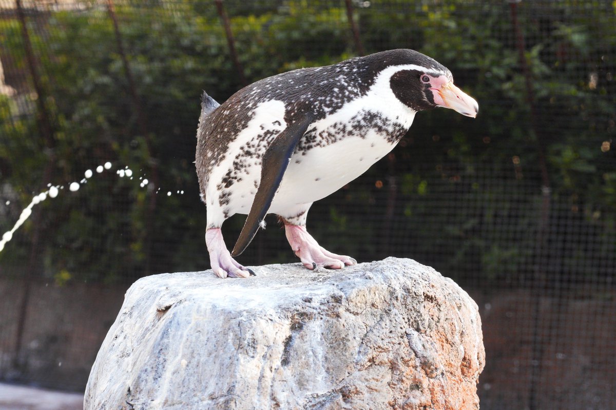 ✫*ﾟ･ﾟ｡.まめちゃん
#東武動物公園
#フンボルトペンギン #えだまめ