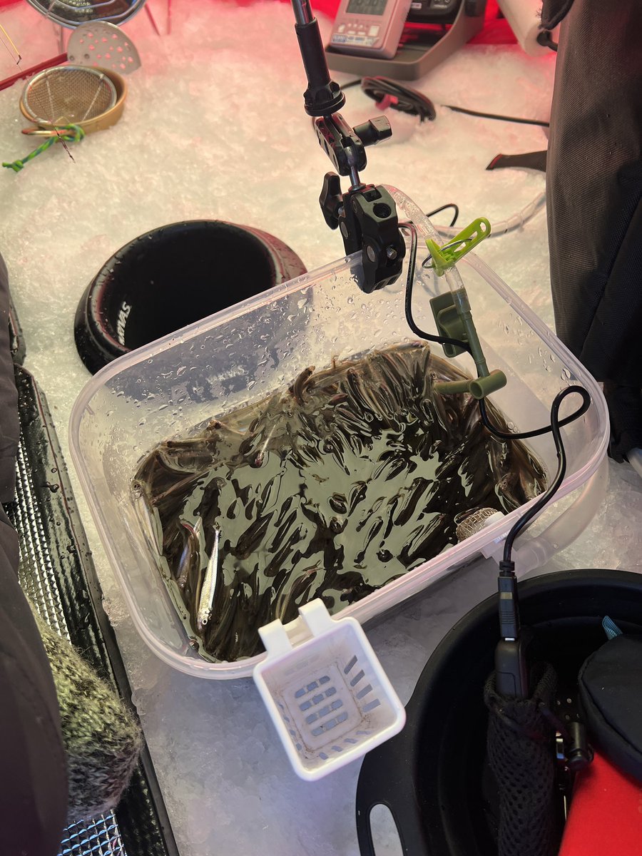 toroko_106's tweet photo. 2/13塘路湖ワカサギ釣り釣果情報🎣林道側数十匹〜300匹、境界線南側数十匹〜400匹、元村ハウスぱる側数十匹〜100匹、その他お一人で1,000匹釣果の方がお2人いらっしゃいました🎣　#塘���湖 #塘路湖ワカサギ釣り #ワカサギ釣り https://t.co/cqnHeE45Dt