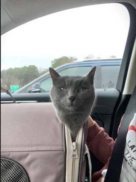 cats with powerful impression 🐾 tweet media