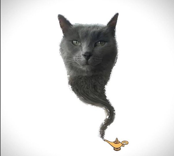 cats with powerful impression 🐾 tweet media