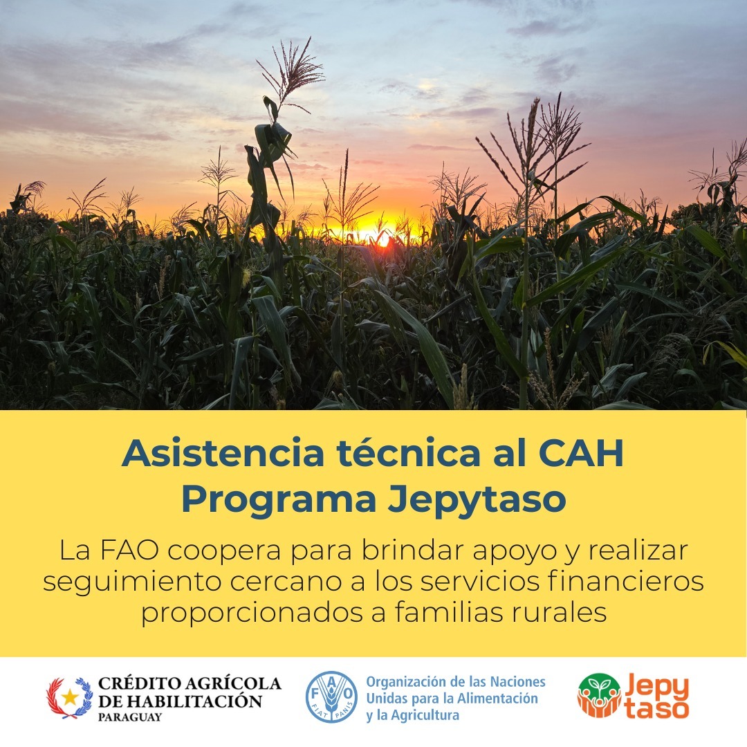 FAOParaguay's tweet photo. 📌Con acompañamiento de la @FAO, #Paraguay 🇵🇾 fortalece el desarrollo productivo con financiamiento rural.

✅Programa Jepytaso, del @CAHParaguay  

 🔹Monitoreo de servicios financieros con vistas en las fincas de participantes.

Más
👉https://t.co/ndhC9tlGac https://t.co/WX4w015x9P