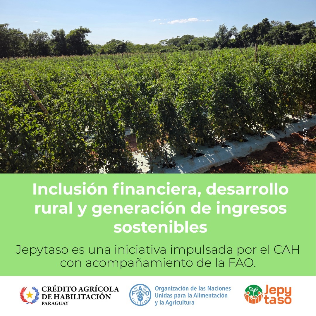 FAOParaguay's tweet photo. 📌Con acompañamiento de la @FAO, #Paraguay 🇵🇾 fortalece el desarrollo productivo con financiamiento rural.

✅Programa Jepytaso, del @CAHParaguay  

 🔹Monitoreo de servicios financieros con vistas en las fincas de participantes.

Más
👉https://t.co/ndhC9tlGac https://t.co/WX4w015x9P