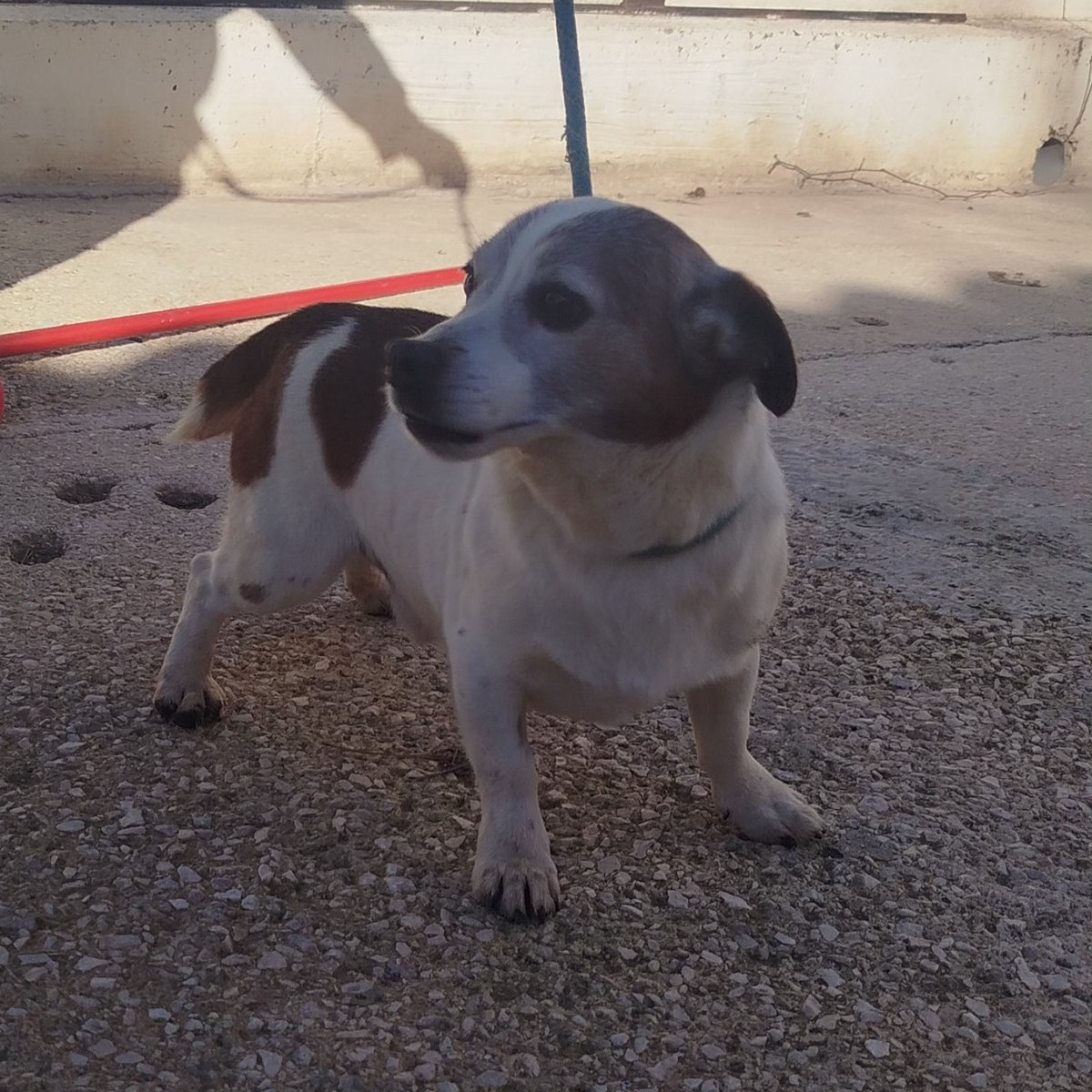 #ALICANTE
Os presentamos a #SEBASTIÁN ―Sebas― para los amigos, este perrito pequeñito y supersimpático de 10 años.

Es muy bueno y súper cariñoso. Se lleva bien con todos los perros y los gatos.

¿Te animas a adoptarlo? Si no, también puedes apadrinarlo...

Contacto: 965 55 12 14