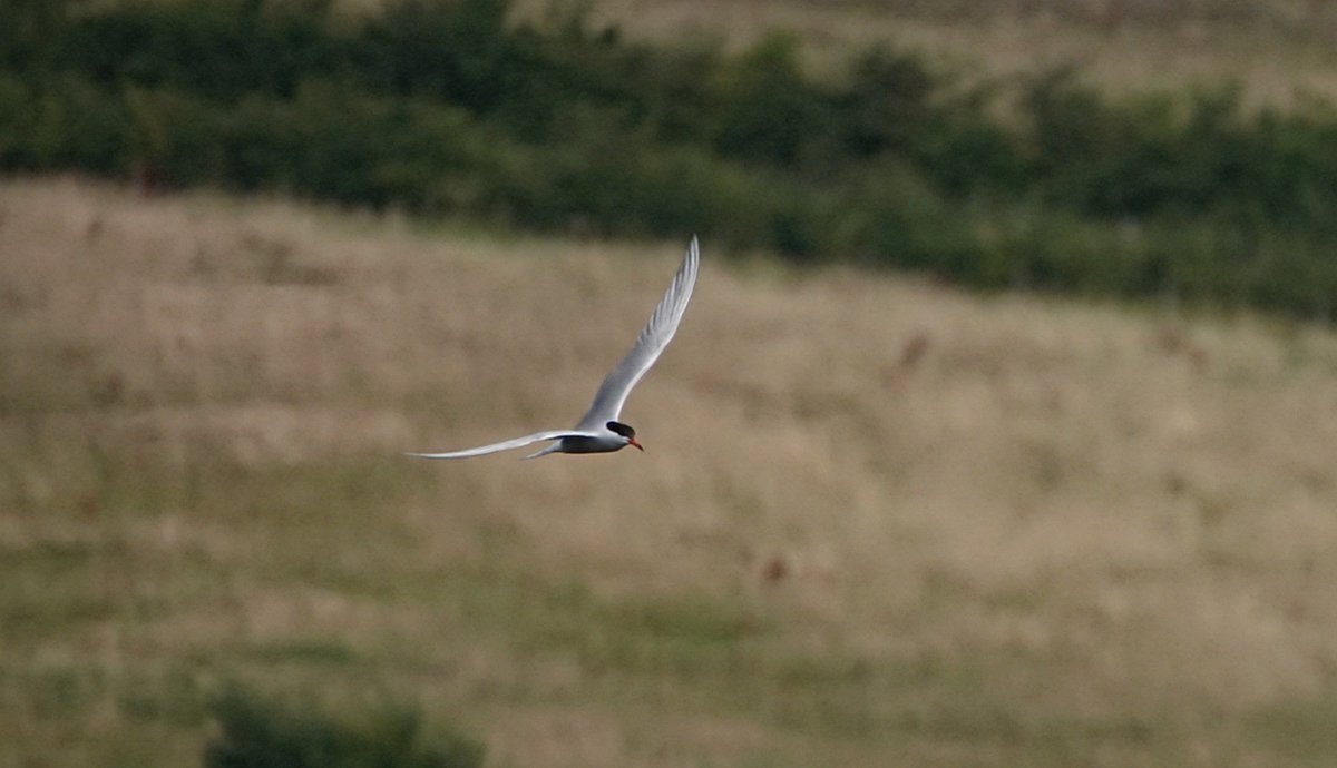 It's finally my #Tern for #FlyDay 😊