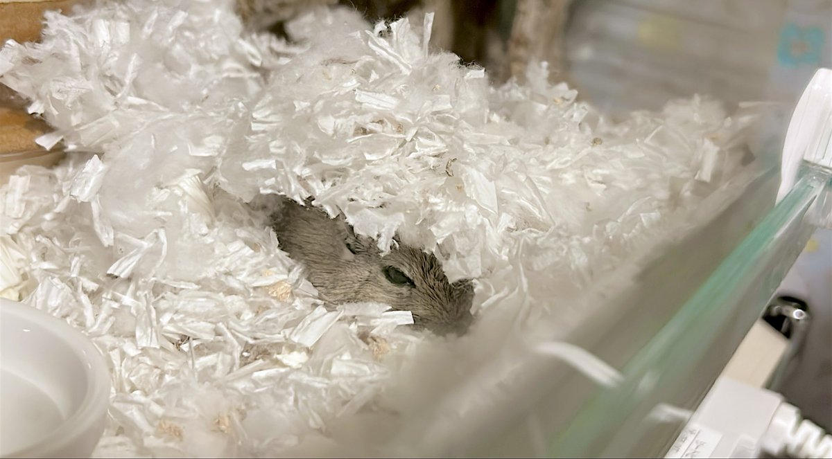 何をするにも綿に入りながらぬくぬくやっています

こたつから出られない人間のようです