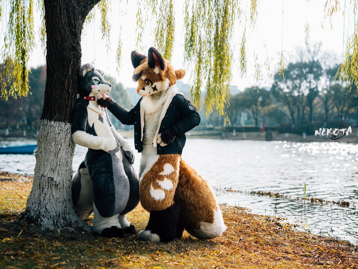 ネコタ@NEKOTA➡寺もふ tweet media