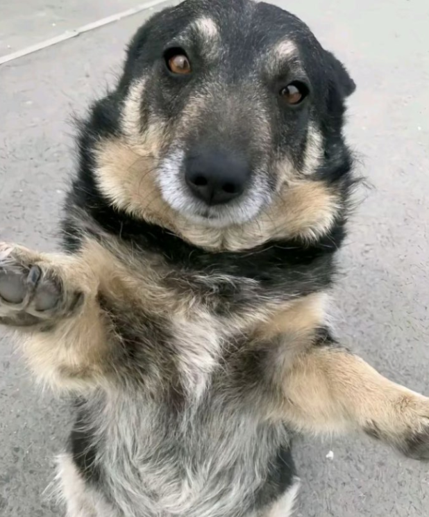 BestinDogs's tweet photo. Do you think im beautiful ?🐾🥹 https://t.co/AfnjahLC01