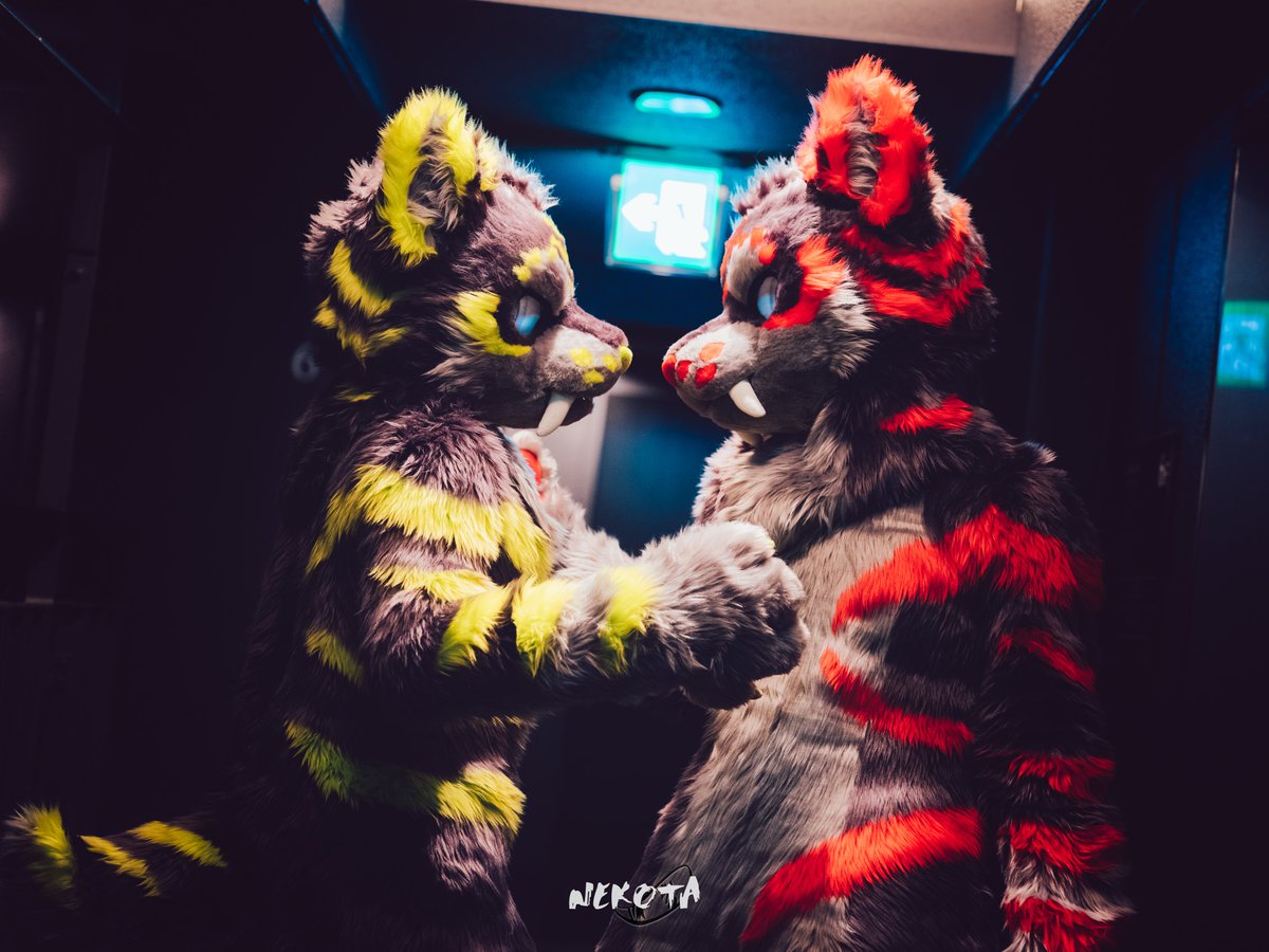 ネコタ@NEKOTA➡寺もふ tweet media