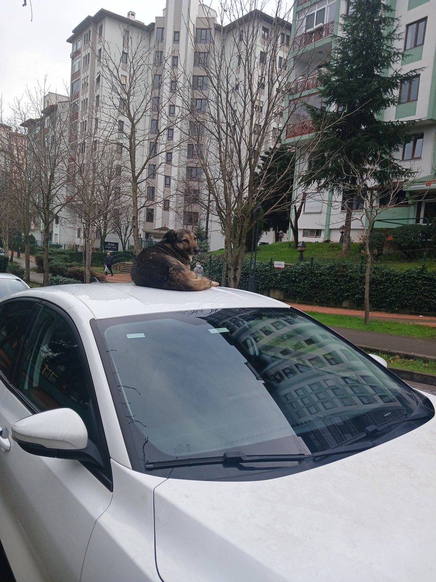 ya sen kedi misin mal herif ne işin var orada